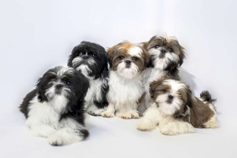 Group of Shih Tzu puppies sitting together