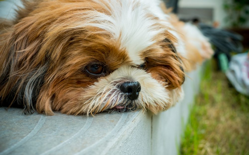 A boring Shih Tzu can indulge himself in destructive behaviors like biting, aggression and anxiety.