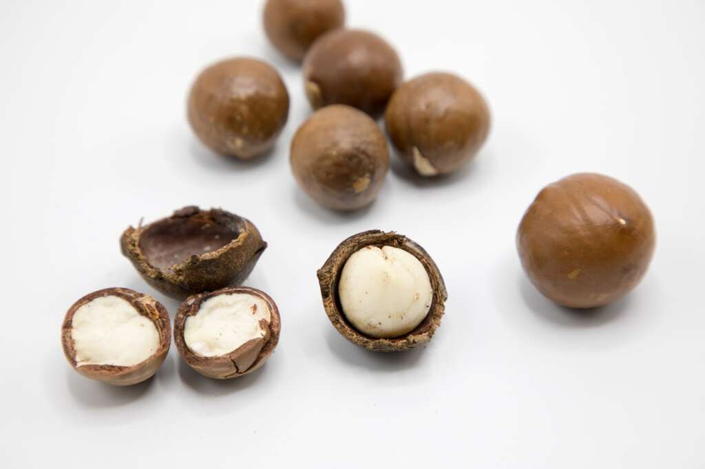 Can Shih Tzu eat Macadamia nuts