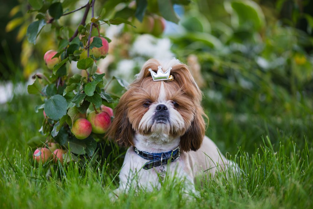 Can Shih Tzu eat apples