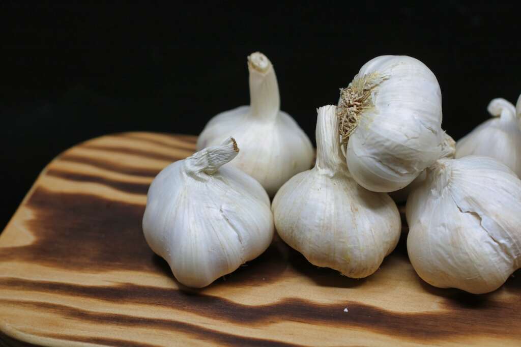 Can Shih Tzu eat garlic