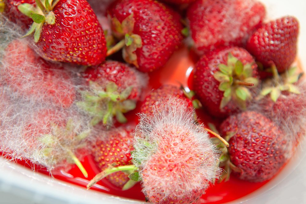 Can Shih Tzu eat Moldy Strawberries,