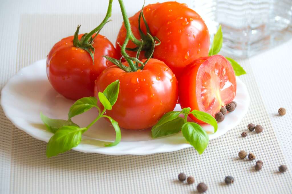 Can Shih Tzu eat tomatoes