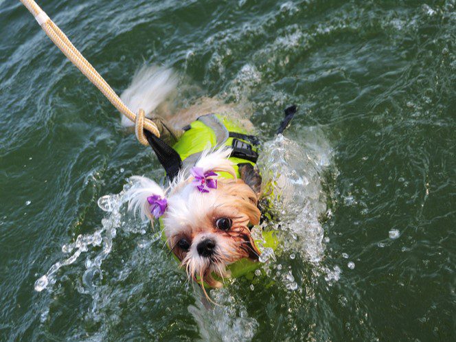 It is important to use a life jacket and leash when you are training your Shih Tzu to swim in the water.