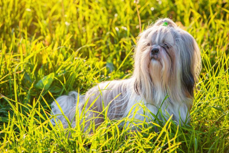 Can Shih Tzu Tolerate Hot Weather: How To Manage Overheating