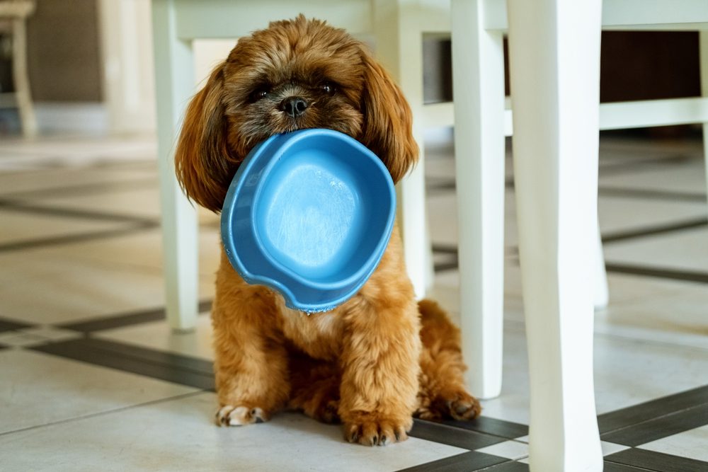 Shih Tzu puppy with empty food bowl