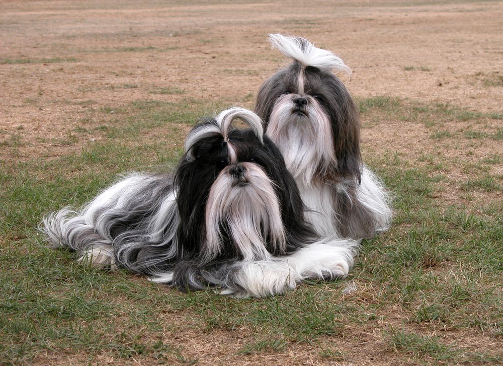 Do Shih Tzus get along with other Shih Tzus