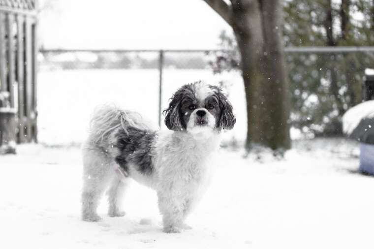 Do Shih Tzus Get Cold 11 Tips To Avoid