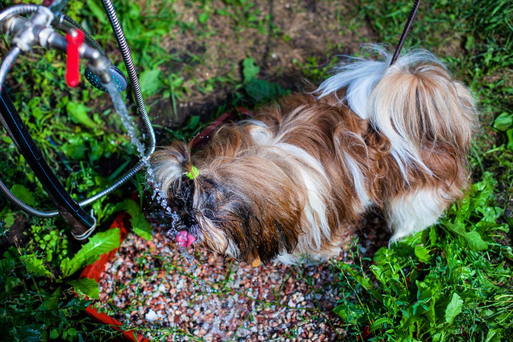 Excessive thirst is one of the signs of a diabetic Shih Tzu