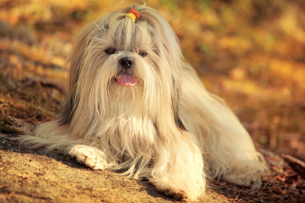 Does Shih Tzu change color? Adult Shih Tzus may range in color from white to cream to gold