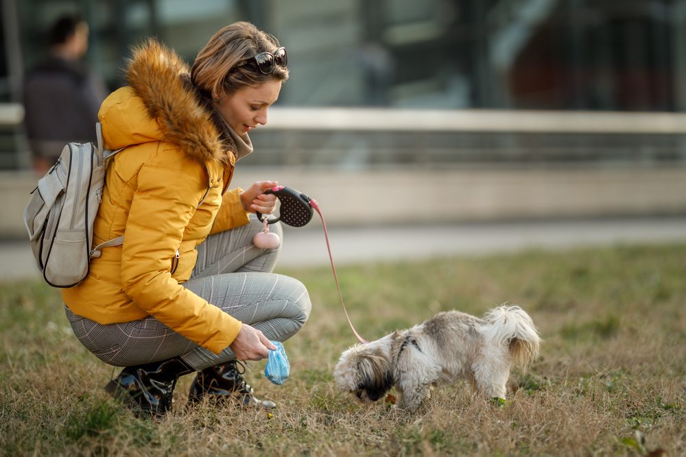 A female Shih Tzu owner cleans his dog's feces from the park.