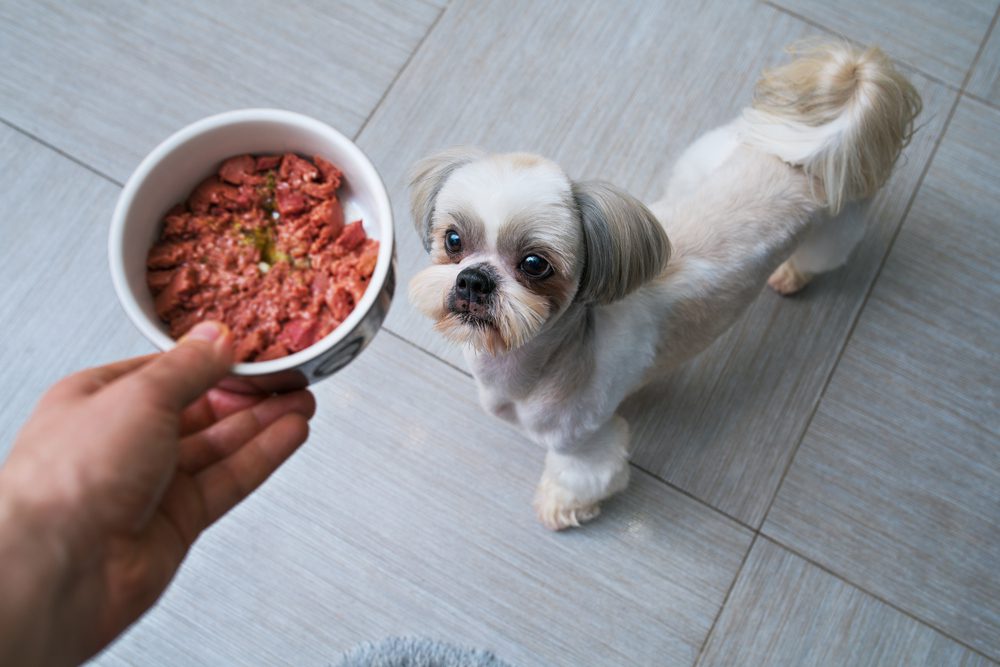 How to get picky Shih Tzu to eat