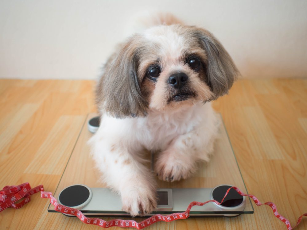 How to properly weigh and measure a Shih Tzu