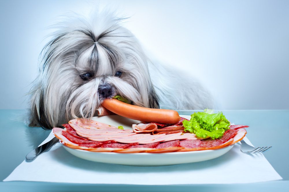 Overfeeding is one of the Shih Tzu eating problems.