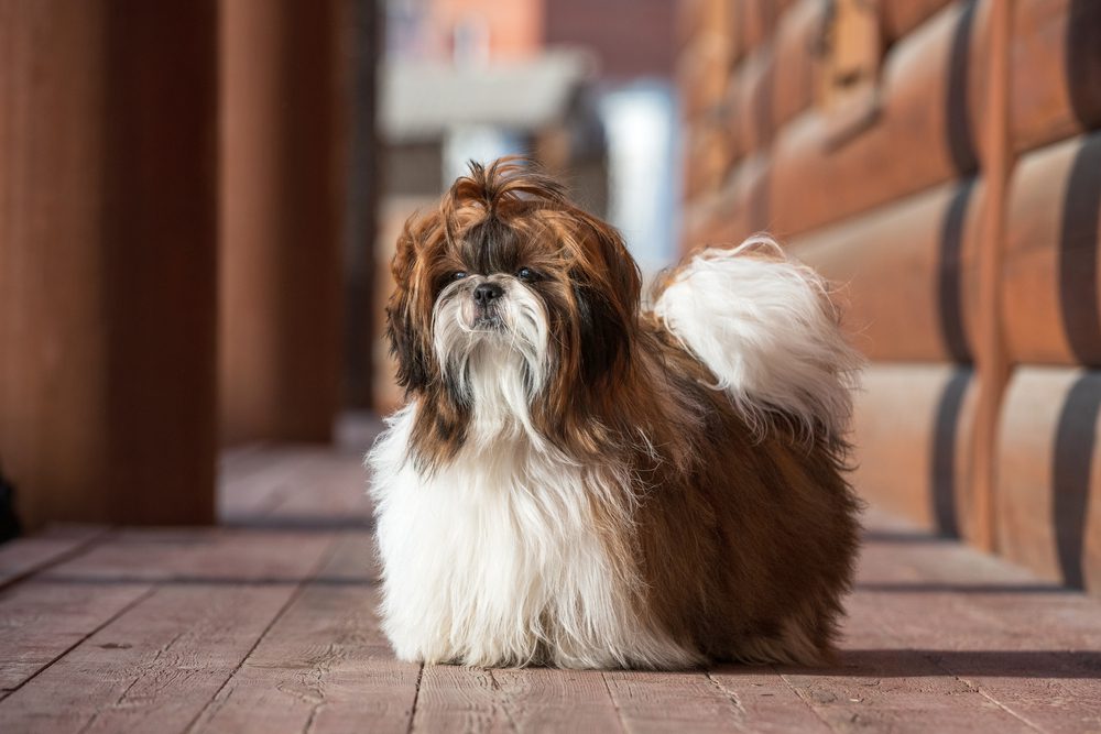 White and Brown Shih Tzu with red tint.