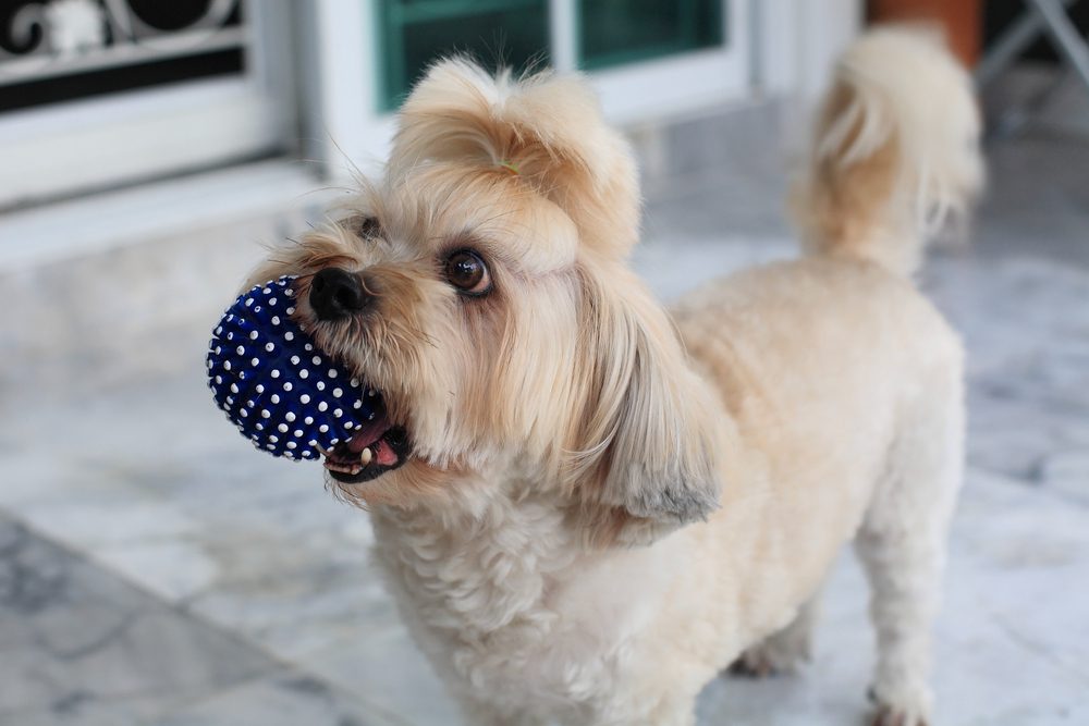 Shih Tzu playing with a chew toy ball