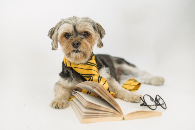 Shih Tzu FAQs: Valuable Knowledge And Insights