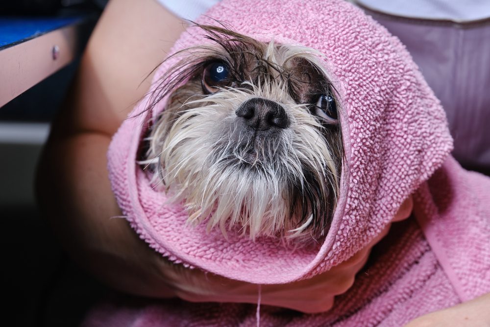 Give it a bath if your Shih Tzu keeps sneezing.