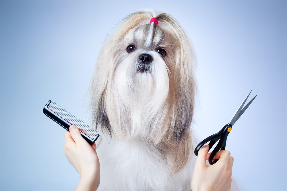 It is important to visit a professional groomer once in 2 months for Shih Tzu coat care.