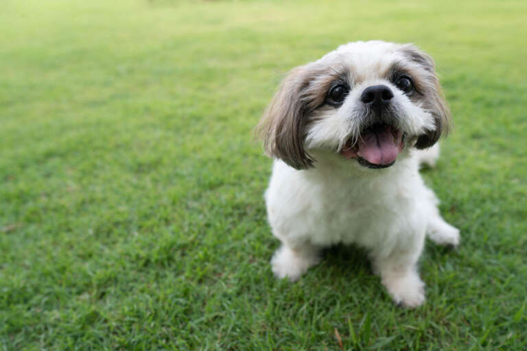 Happy white and gray Shih Tzu sitting on green grass
