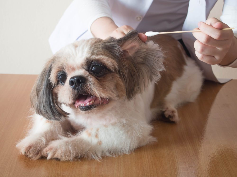 A veterinarian cleaning the ear of a Shih Tzu