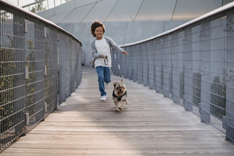 Shih Tzu Exercise Needs: Keep Your Furry Friend Healthy