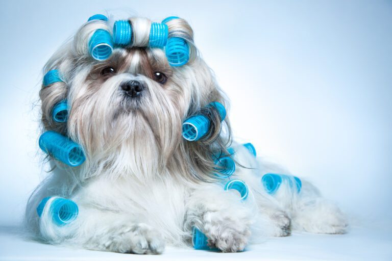 Shih Tzu Grooming And Care Tips: How To Pamper Your Little Lion