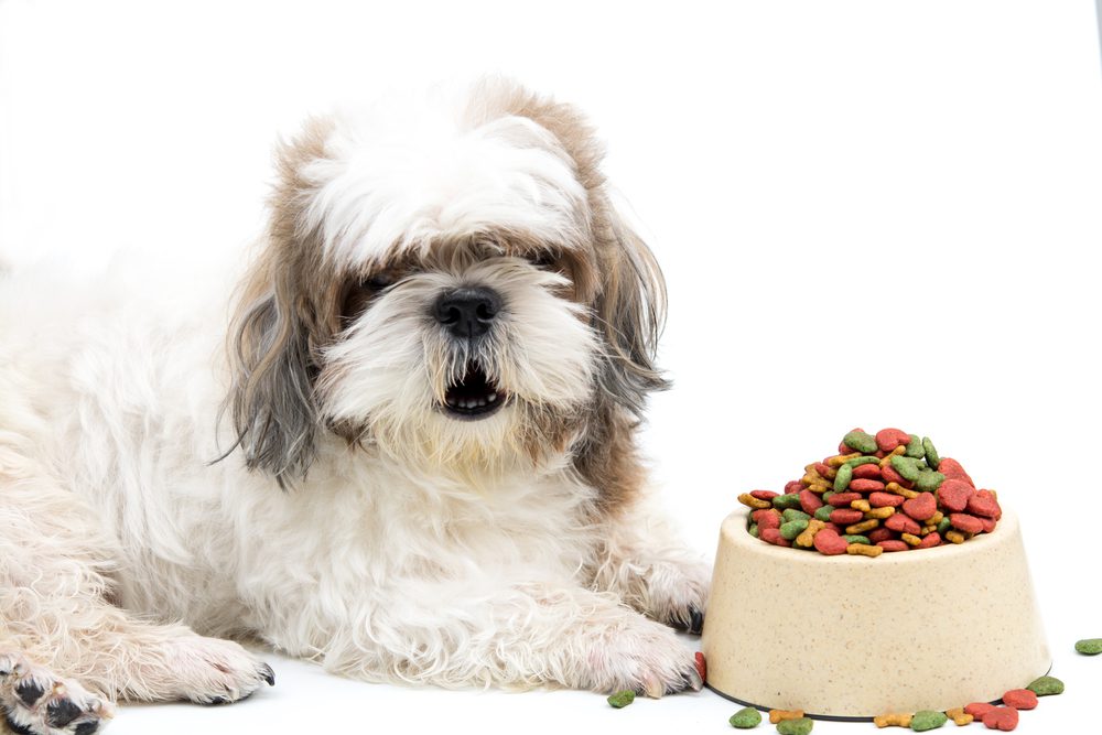 Shih Tzu with a bowl full of food.