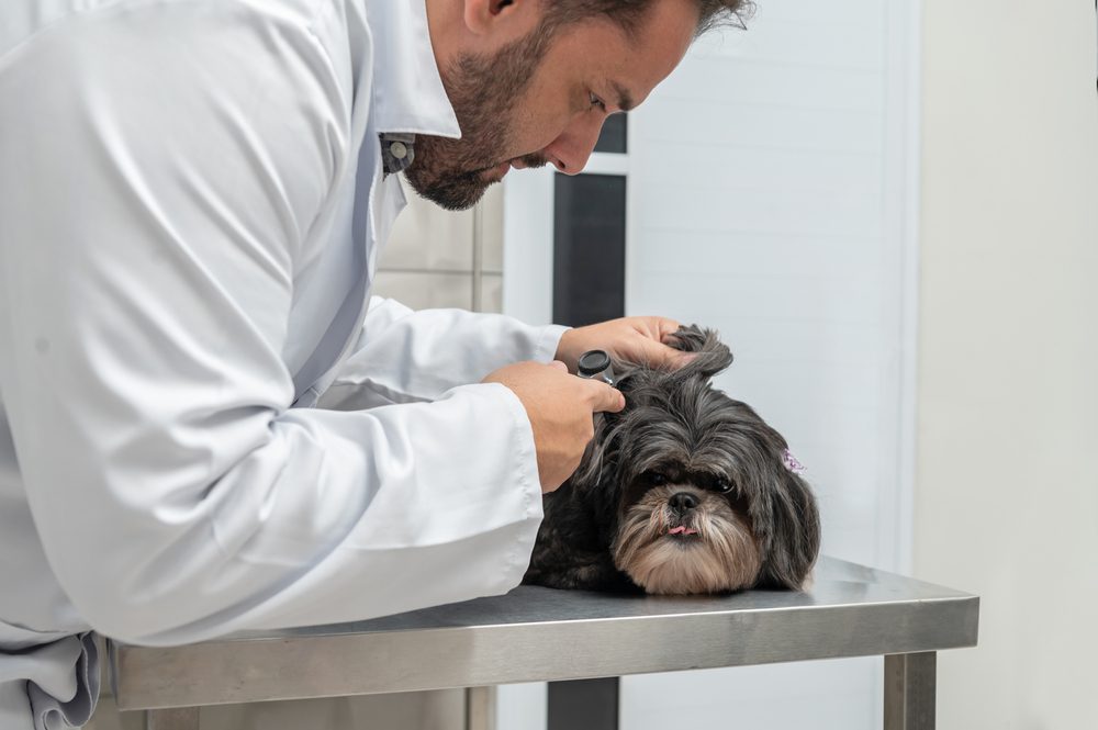 A vet closely examining the Shih Tzu's skin.