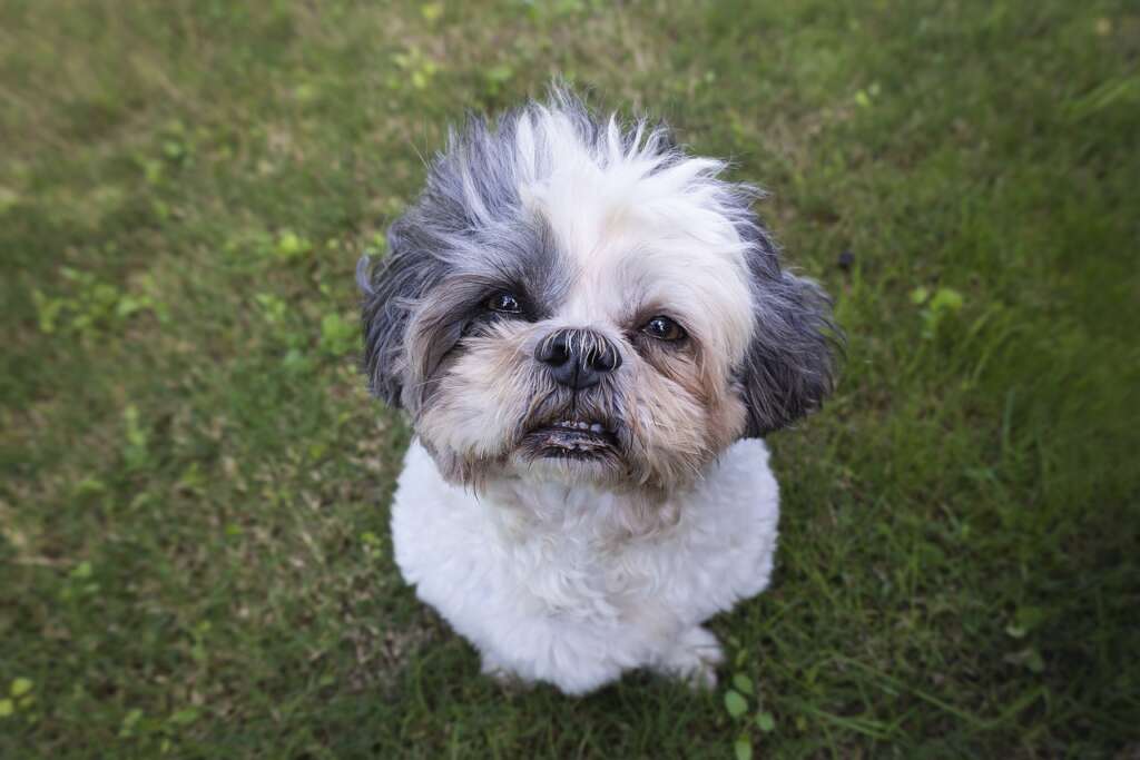 A cute little Shih Tzu keeps sneezing after smelling the grass