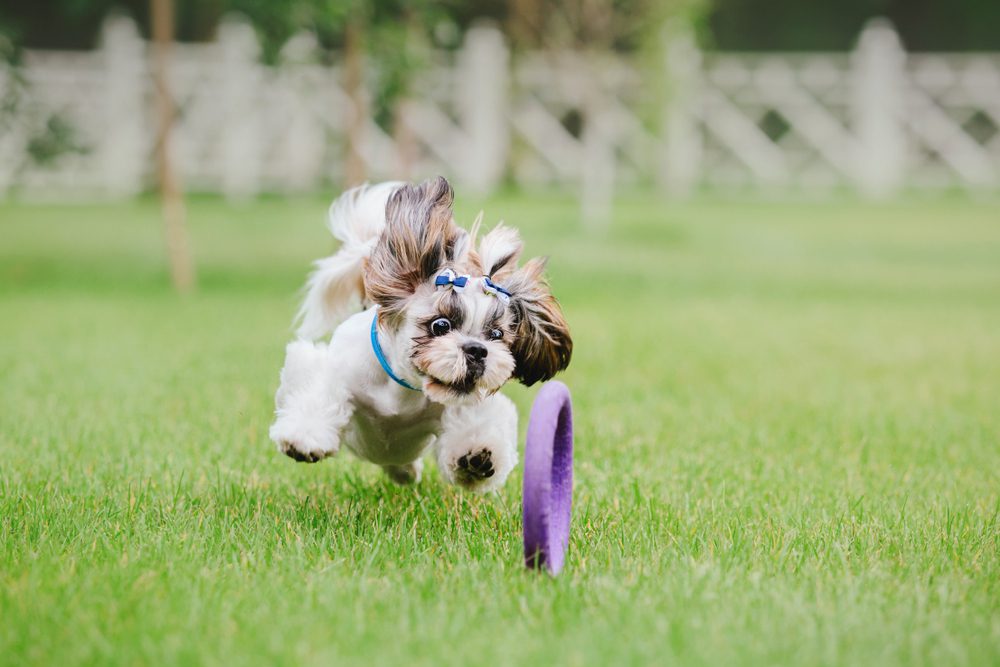 Shih Tzu love to play with toys 1
