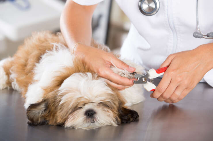 Picture of Shih Tzu Grooming And Care Tips: How To Pamper Your Little Lion | Shih ...