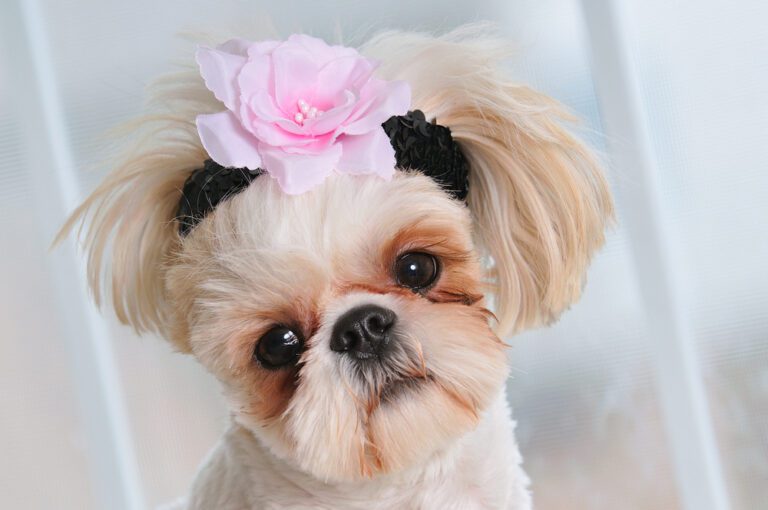 Best Shih Tzu Names For Females in 2024: Things To Consider