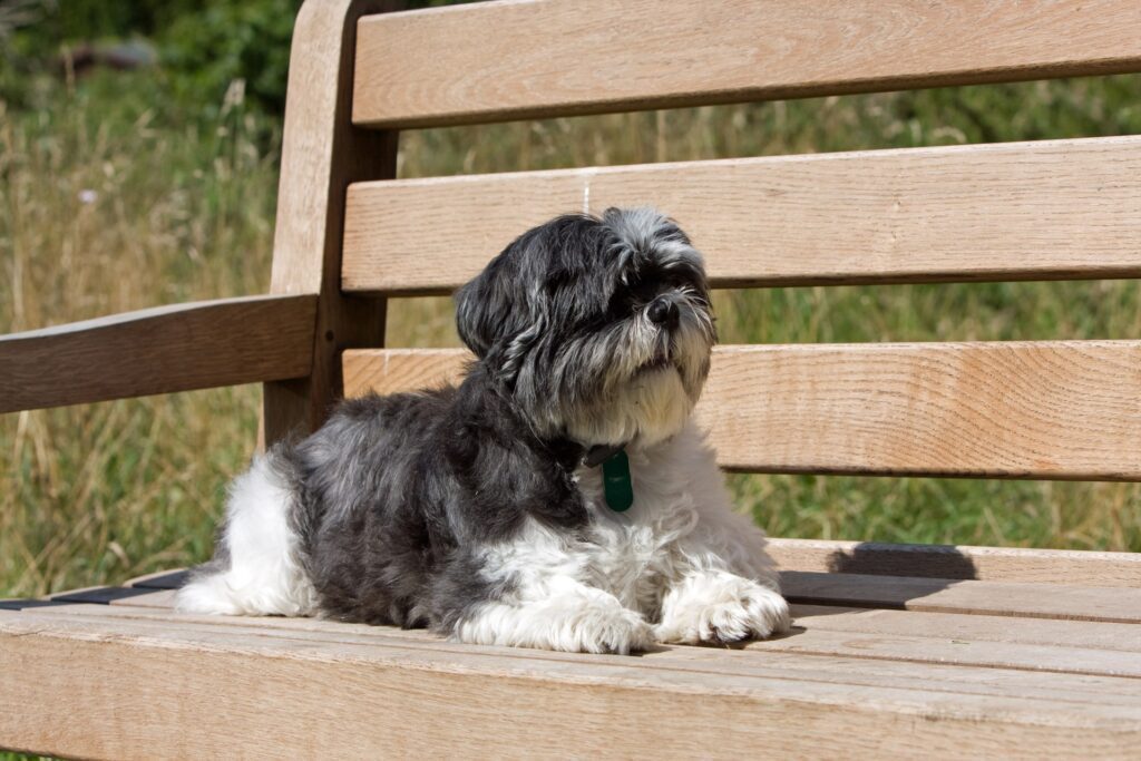 Shih Tzu resting on a wooden bench in the shade