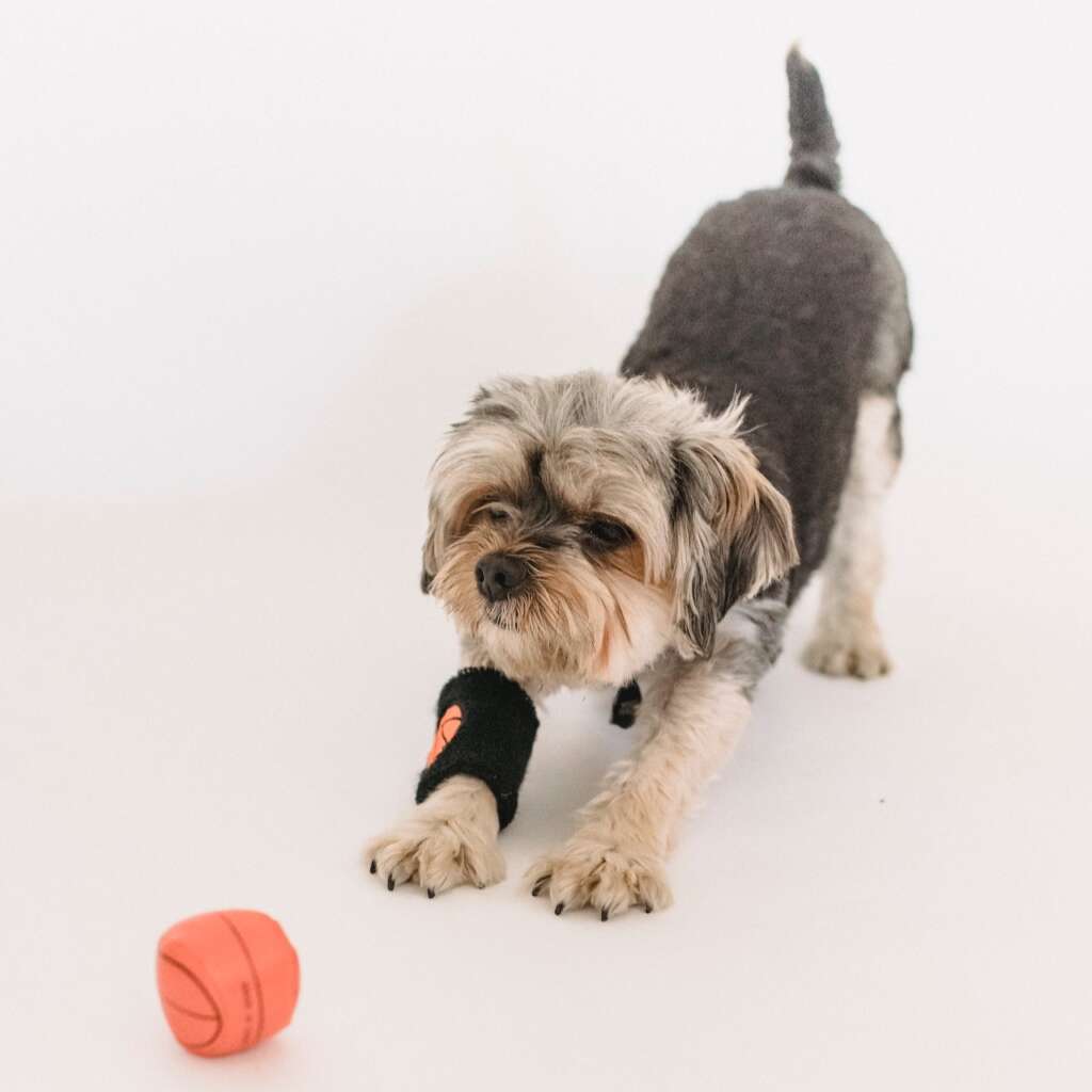 Make sure your Shih Tzu is getting enough mental and physical stimulation to keep them happy and healthy.