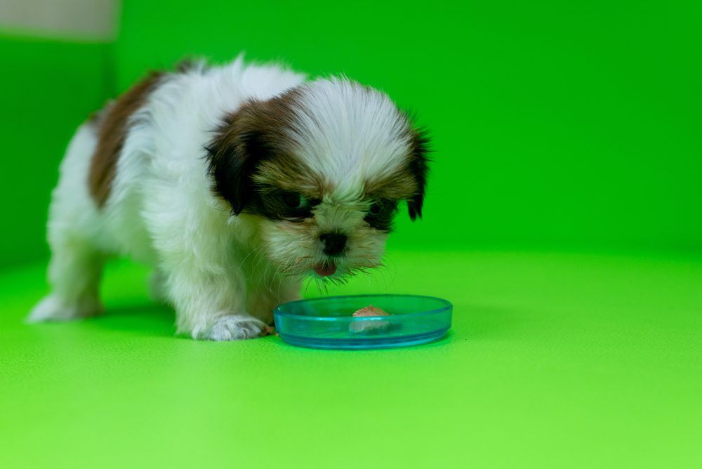 Shih Tzu puppies need to be fed three to four times per day.