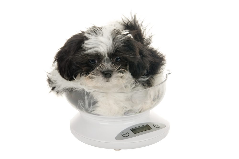 Shih Tzu puppy weighing