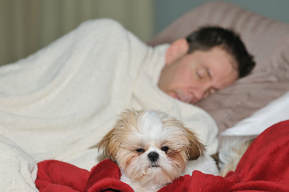 Shih Tzu sleeping the bed next to owner