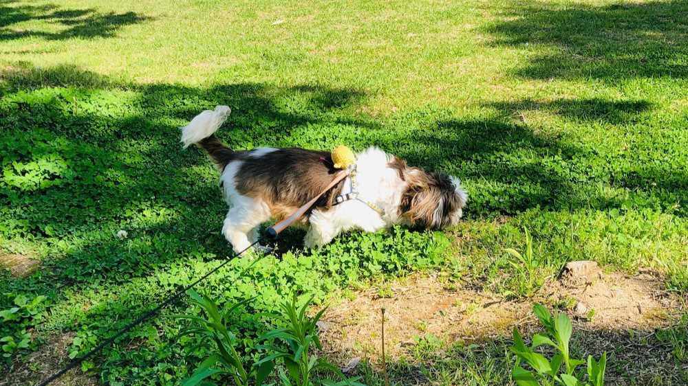 Shih Tzu Sniffing in the grass to mark the scent of other dogs.