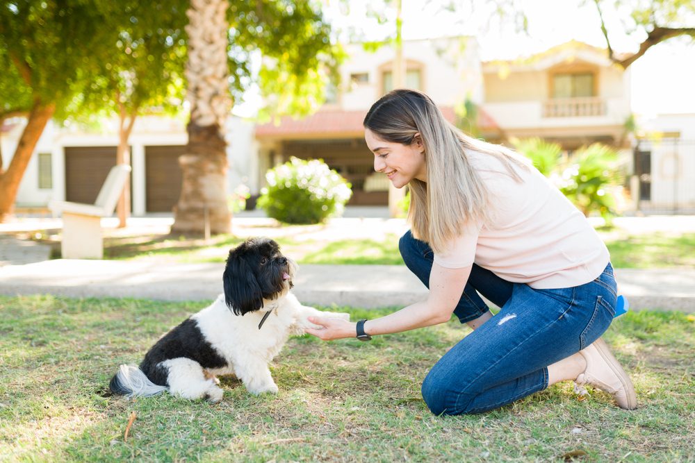 Be consistent with training your Shih Tzu to get the best results out of it.