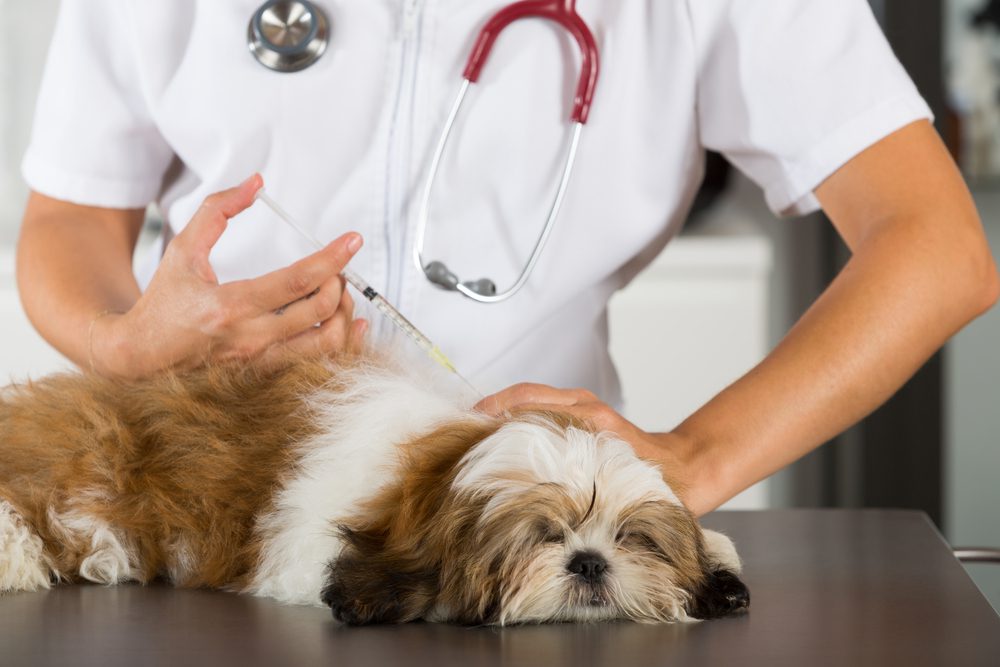 Vaccination is important for Shih Tzu health