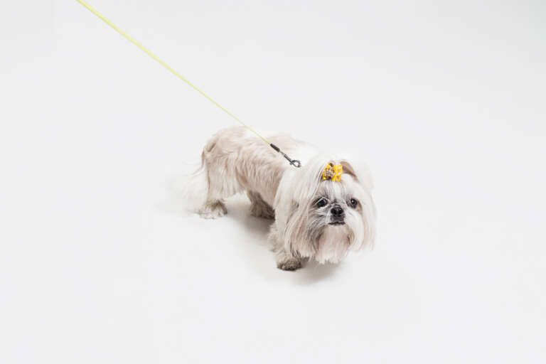 A Shih Tzu on a leash.