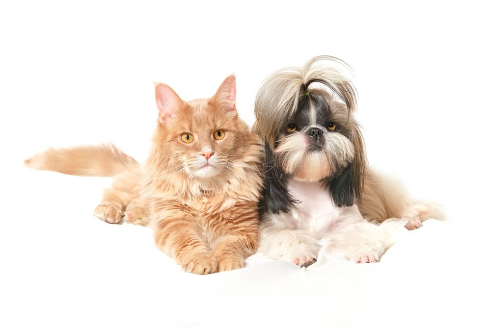 Do Shih Tzus get along with cats
