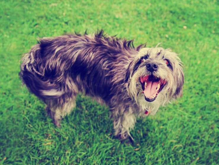 Why Is My Shih Tzu Aggressive Signs, Causes & Best Tips To Avoid