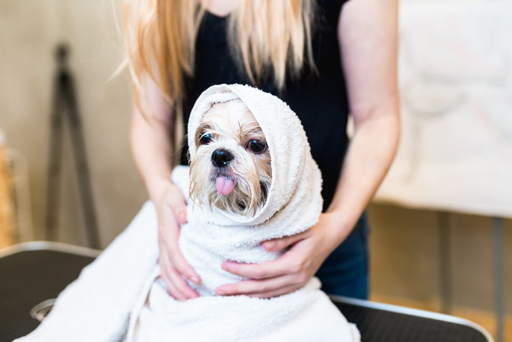 bathing your shih tzu puppy at home