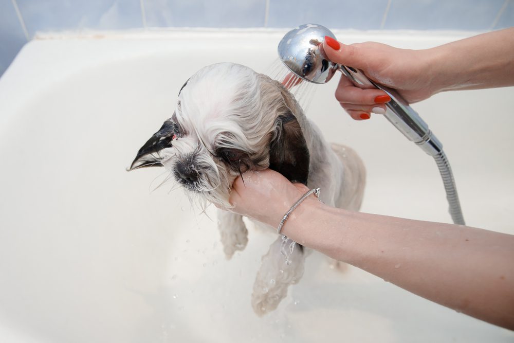 how to bath a shih tzu puppy at home