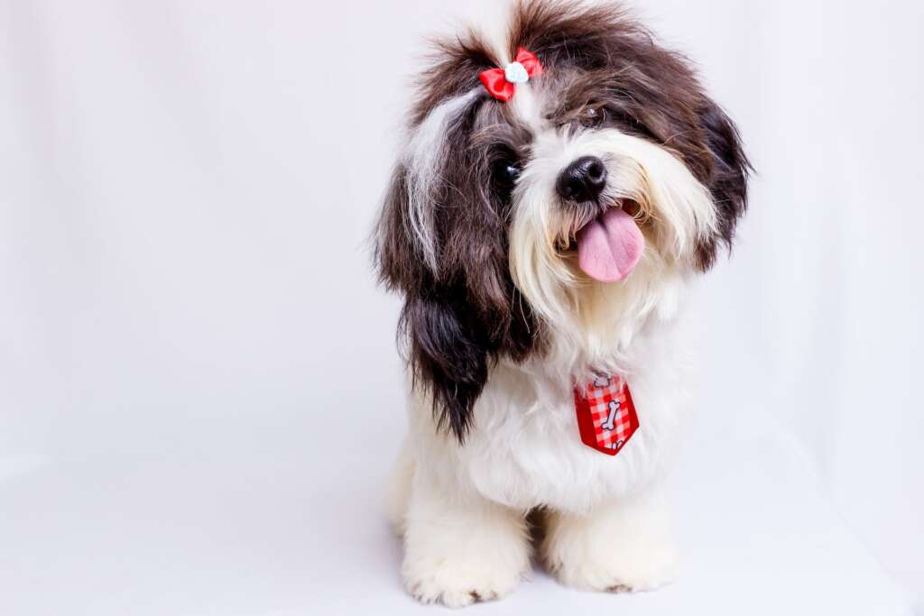 How Shih Tzus communicate with you? One of the ways is they tilt their head to understand something.