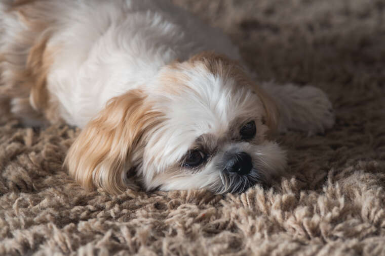 Why Are Shih Tzus So Mean: Are They Misunderstood?