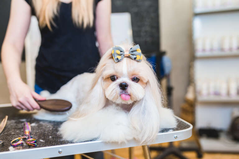Groomed Shih Tzu with a topknot bow on a grooming table