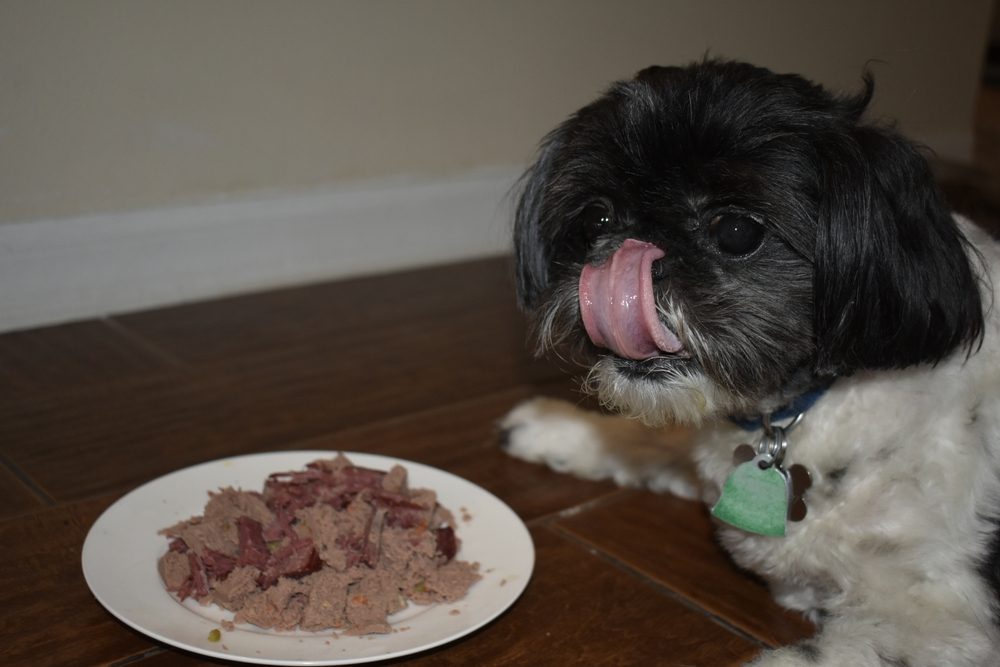 Shih Tzu licking during eating